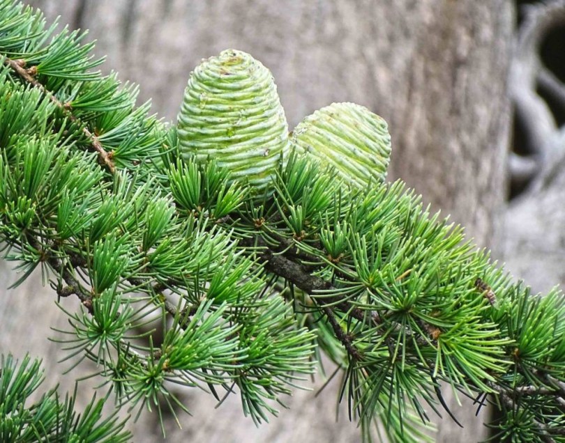 Himalaya-Zeder, Cedrus deodara, évelő, fásszárú